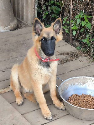 Les chiots de Berger Belge