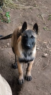 Les chiots de Berger Belge