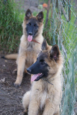 Les chiots de Berger Belge