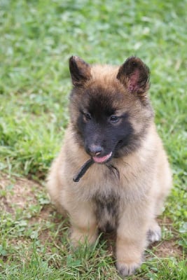 Les chiots de Berger Belge