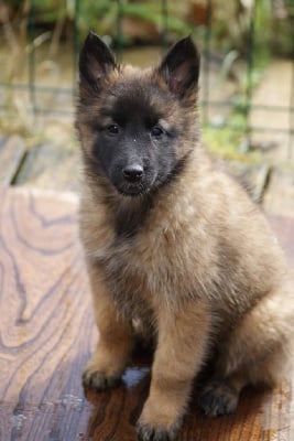 Les chiots de Berger Belge