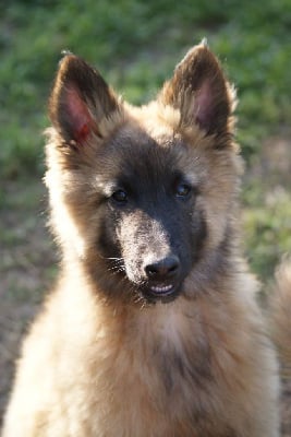 Les chiots de Berger Belge