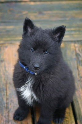 Les chiots de Berger Belge