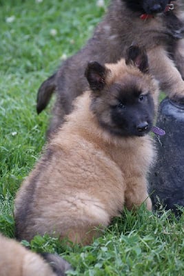 Les chiots de Berger Belge