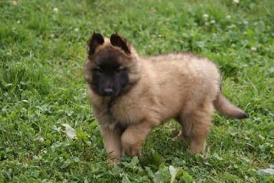 Les chiots de Berger Belge