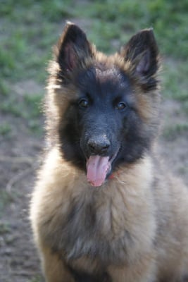 Les chiots de Berger Belge