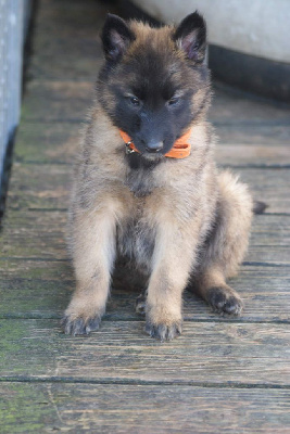 FEMELLE TERVUEREN collier orange - Berger Belge