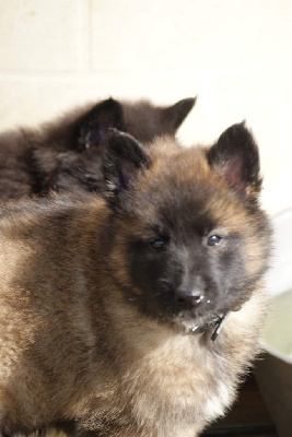 Les chiots de Berger Belge