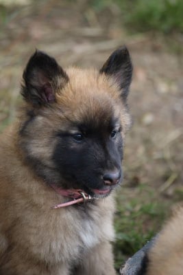 Les chiots de Berger Belge