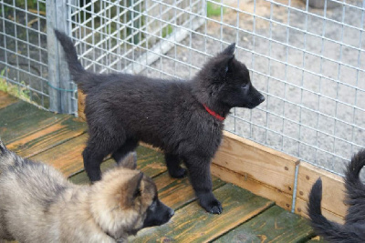 Les chiots de Berger Belge