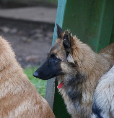 Les chiots de Berger Belge