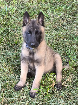 Les chiots de Berger Belge