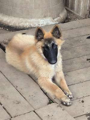 Les chiots de Berger Belge