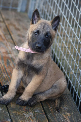 Les chiots de Berger Belge