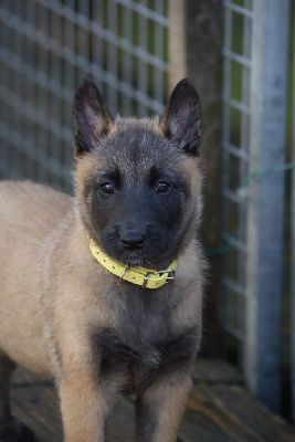 Les chiots de Berger Belge