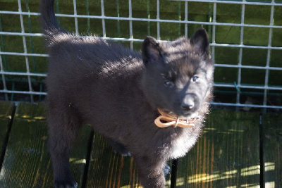 Les chiots de Berger Belge