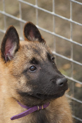 Les chiots de Berger Belge