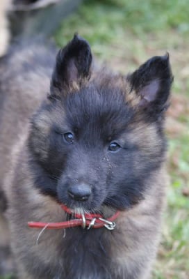 Collier rouge - Berger Belge