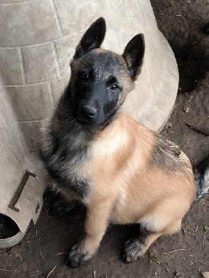 Les chiots de Berger Belge