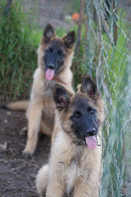 Les chiots de Berger Belge