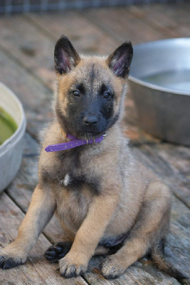 Les chiots de Berger Belge