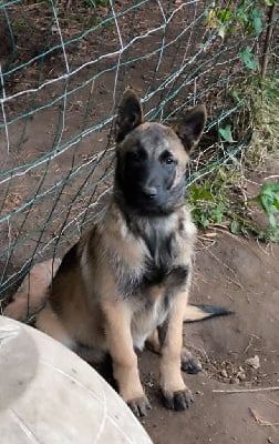 Les chiots de Berger Belge