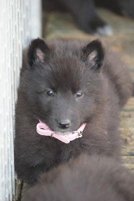 Les chiots de Berger Belge