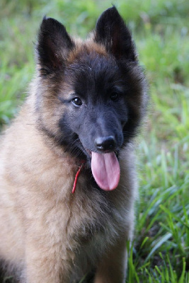 Les chiots de Berger Belge