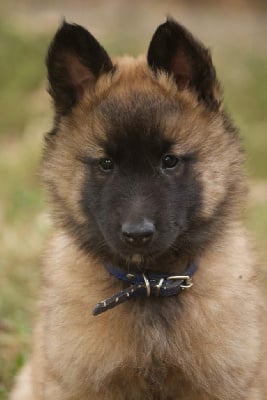 Les chiots de Berger Belge