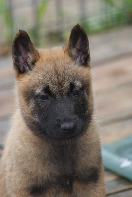 Les chiots de Berger Belge