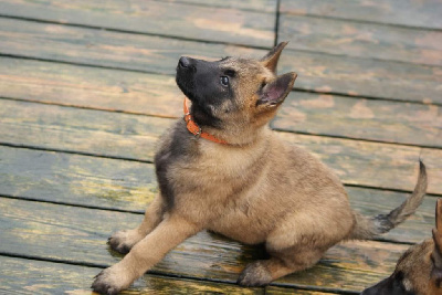 Femelle COLLIER ORANGE - Berger Belge