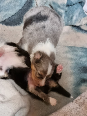 Les chiots de Shetland Sheepdog