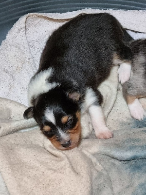 Les chiots de Shetland Sheepdog