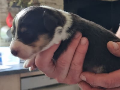 Les chiots de Shetland Sheepdog