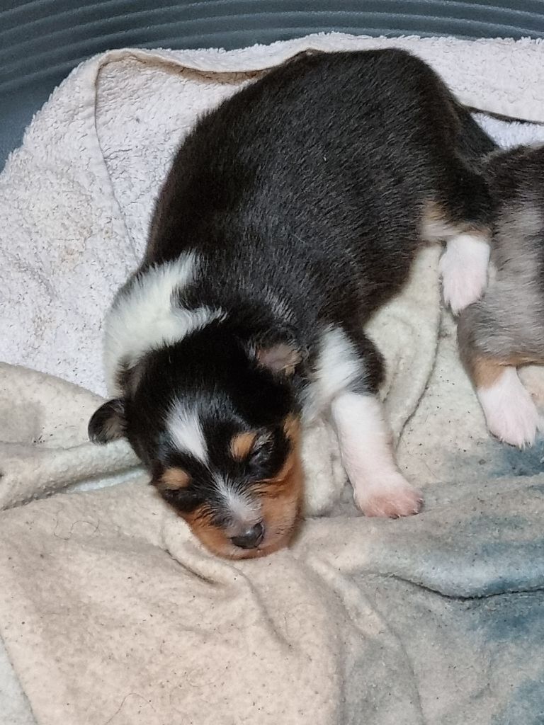 CHIOT 1 - Shetland Sheepdog