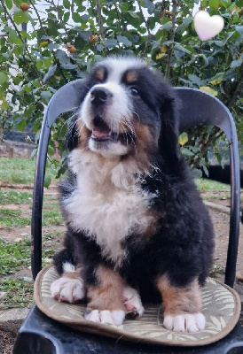 Les chiots de Bouvier Bernois