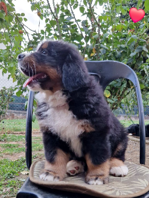 Les chiots de Bouvier Bernois