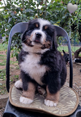 Les chiots de Bouvier Bernois