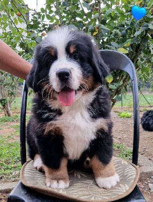 Les chiots de Bouvier Bernois