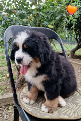 Les chiots de Bouvier Bernois