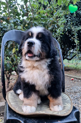 Les chiots de Bouvier Bernois