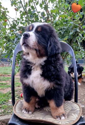 Les chiots de Bouvier Bernois