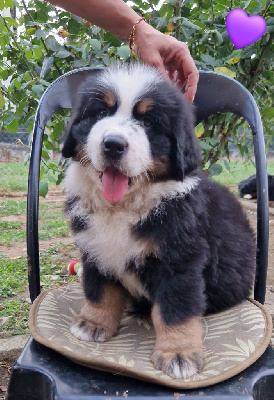 Les chiots de Bouvier Bernois