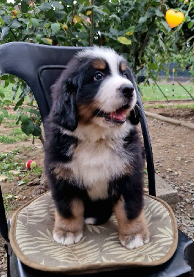 Les chiots de Bouvier Bernois