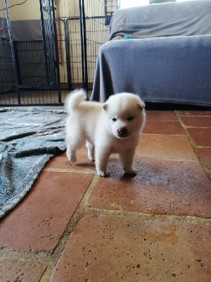 Les chiots de Shiba