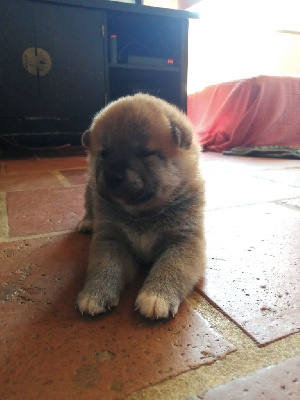 Les chiots de Shiba