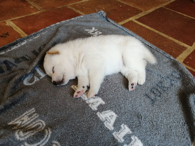 Les chiots de Shiba