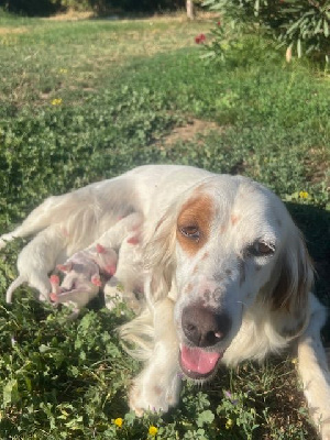 Les chiots de Setter Anglais