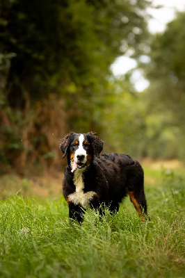 Les chiots de Bouvier Bernois