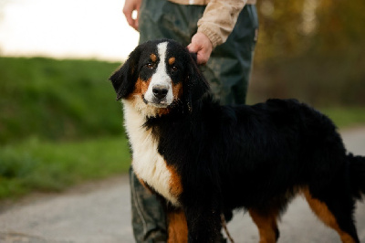 Les chiots de Bouvier Bernois